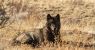 urlhttps3A2F2Fcalifornia-times-brightspot.s3.amazonaws.com2F902Fd42Fbfa0558446ba98ea67258766.jpeg