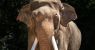 urlhttps3A2F2Fcalifornia-times-brightspot.s3.amazonaws.com2Fa92Fcf2F269dcd2845c6b2e897e75803.jpeg