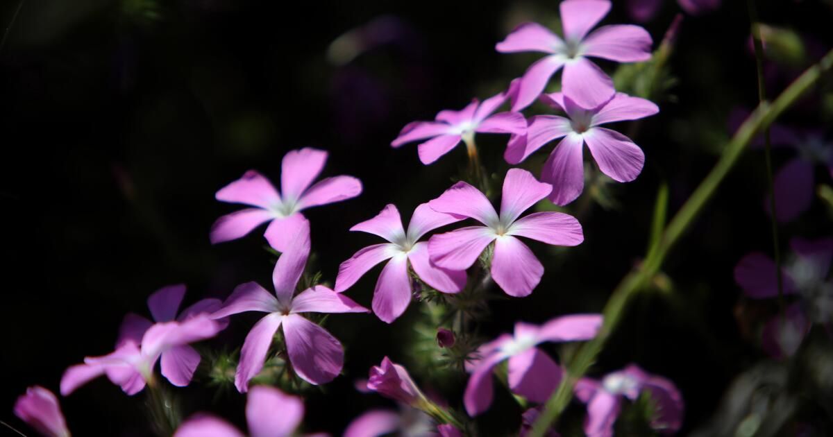 urlhttps3A2F2Fcalifornia-times-brightspot.s3.amazonaws.com2Fac2Fd02Fb0c4a171481c905916157d4c05182Fla-me-plants-wildflowers-highway39-01.JPG