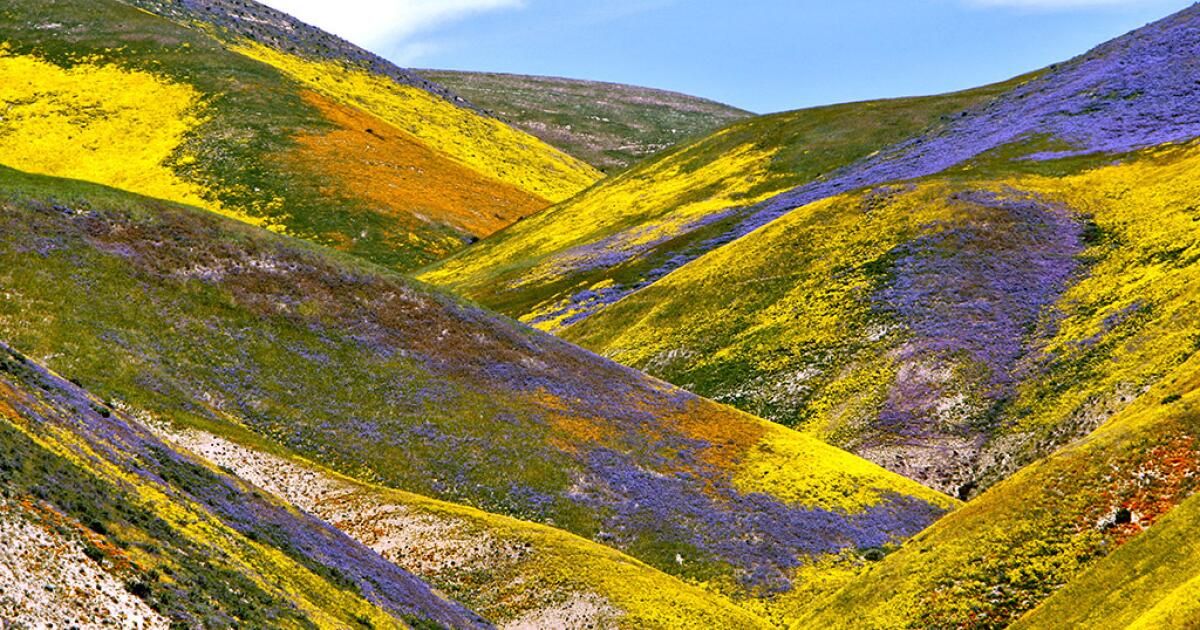 urlhttps3A2F2Fcalifornia-times-brightspot.s3.amazonaws.com2Fc52F592Ff58dc45e4cb0a31fb4c8f0e351752Fla-me-carrizo-plain-superbloom-flowers-rr-file.jpg