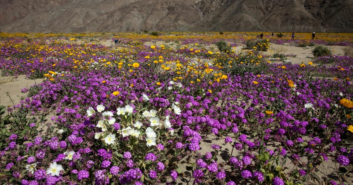 urlhttps3A2F2Fcalifornia-times-brightspot.s3.amazonaws.com2Fe62F9f2Fa89743f14cda86a982eafd10c11b2F1422611-la-me-anza-borrego-wildflowers-bighorn-sheep-6-1.jpg