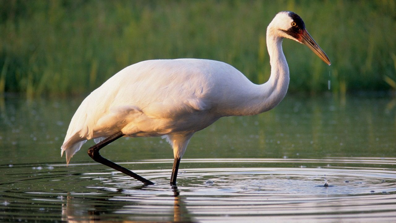 whooping_crane.jpg